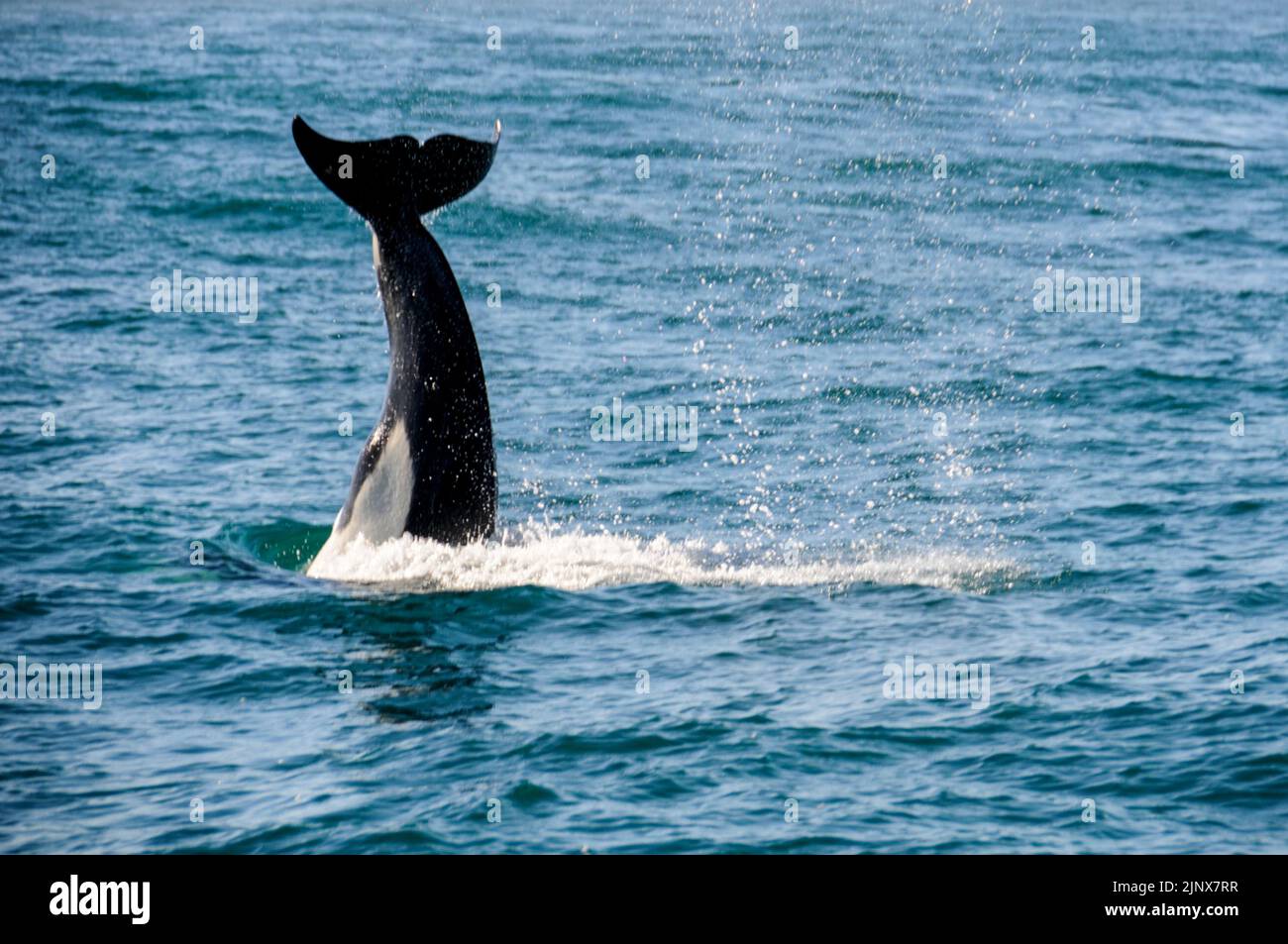 An Orca or killer Whale was sighted near the town of Kaikoura on the east coast of South Island in New Zealand. Stock Photo