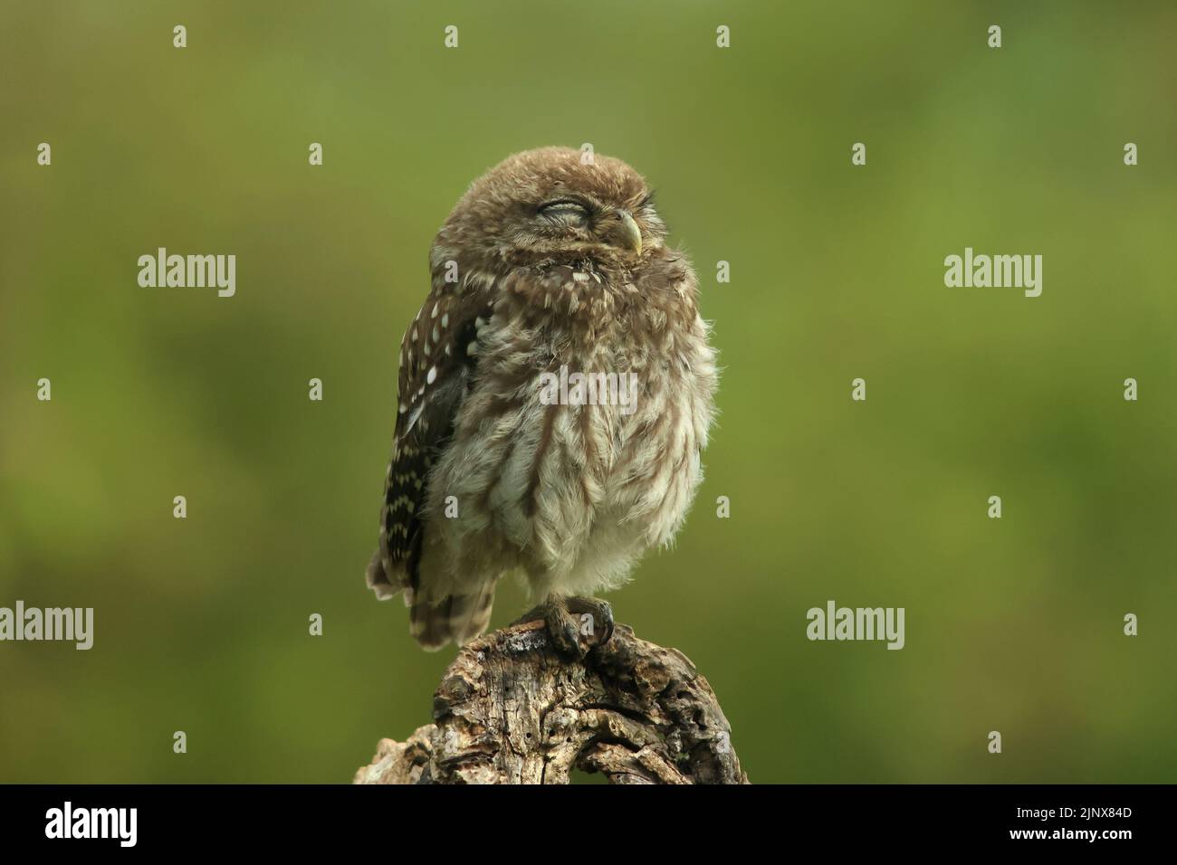 A wild little owl (Athene noctua) is sleepy in the morning before going actively on the hunt for insects and worms in an orchard. Den Bosch area. Stock Photo