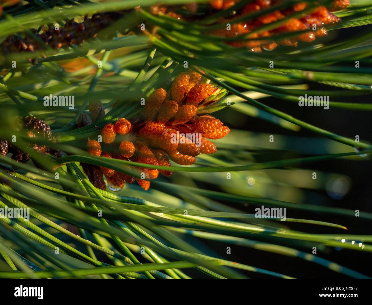 group of stone pine seeds in coniferous forest. Stock Photo