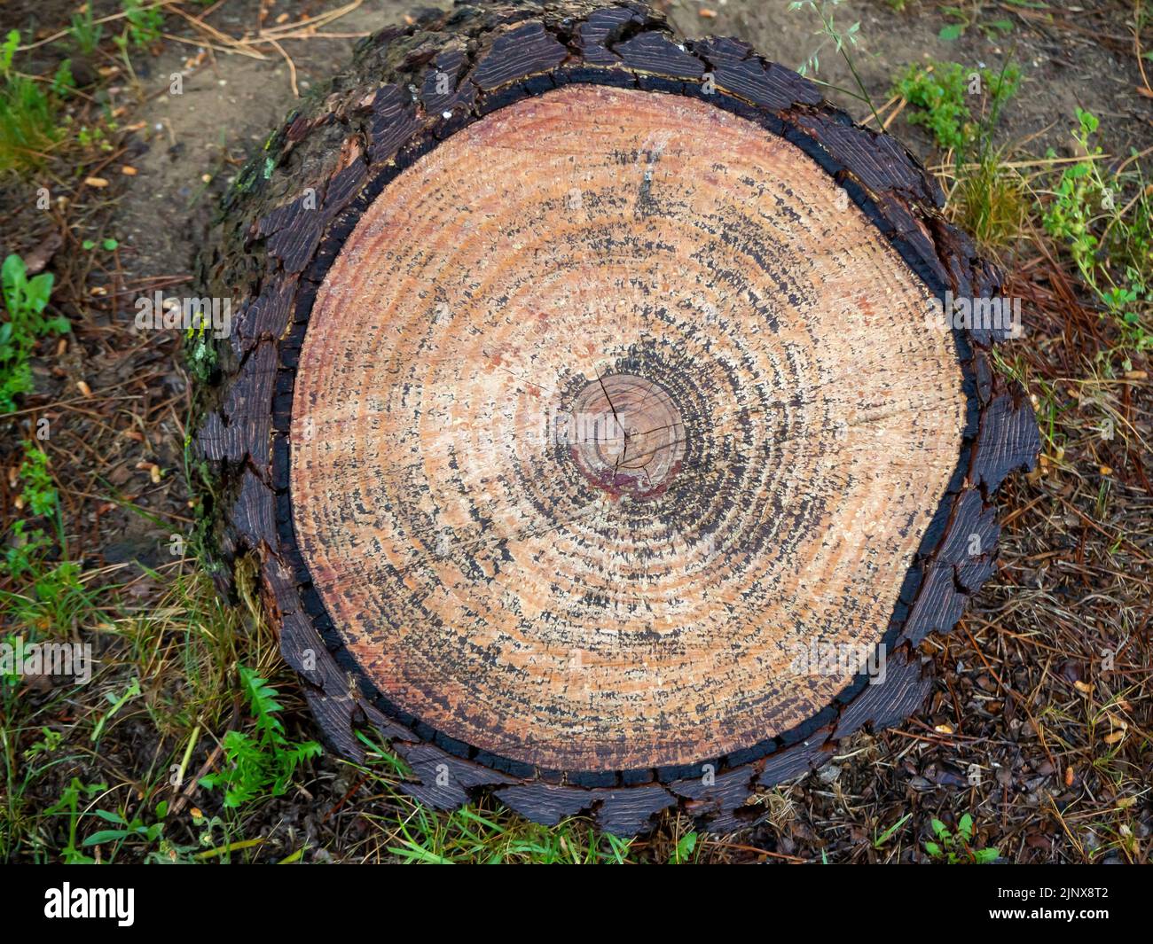 texture of the trunk of an adult pine in a coniferous forest Stock Photo