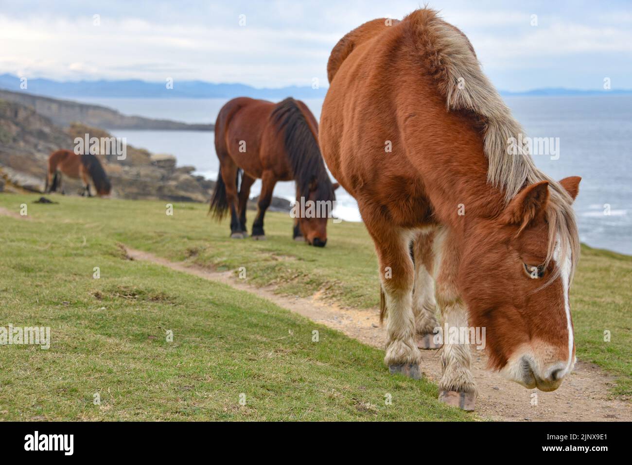 Horses grazing along the Cantabrian coast in the Basque Country, Northern Spain Stock Photo
