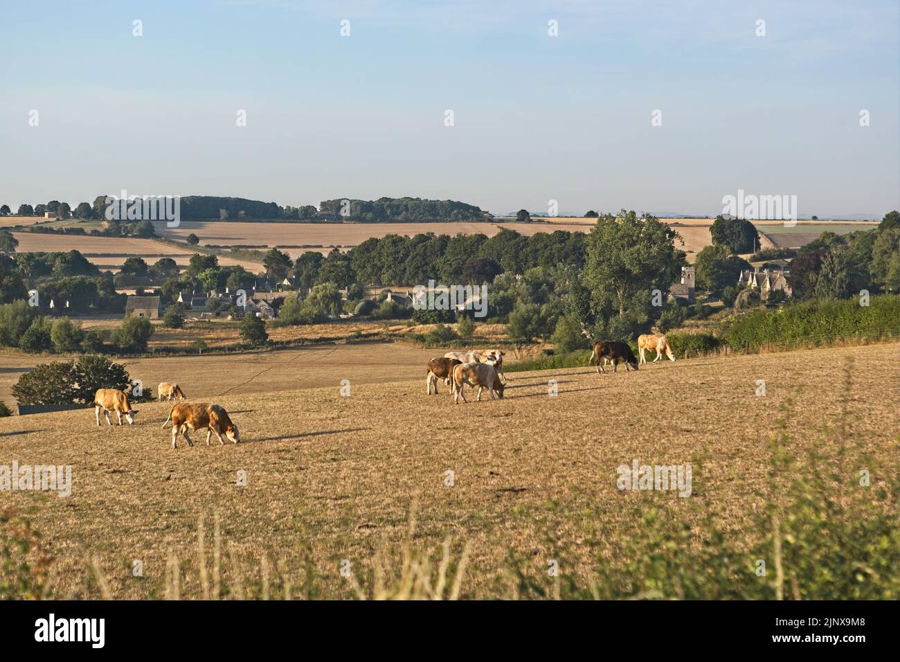 Cattle grazing on parched grass fields during a drought (August 2022) in Asthall, Oxfordshire, England Stock Photo