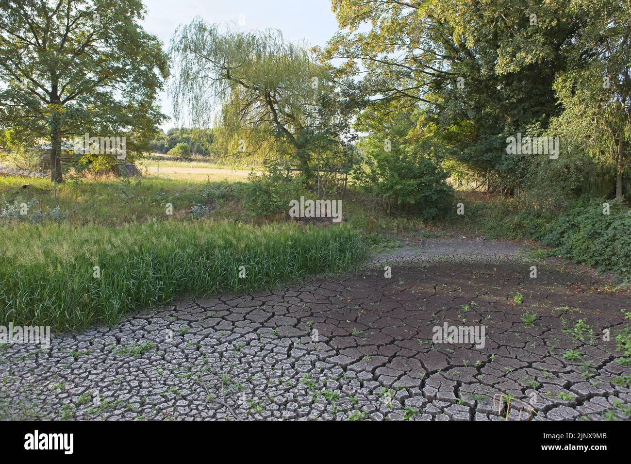 A dried-up village pond during the drought in August 2022. Asthall, Oxfordshire, England Stock Photo