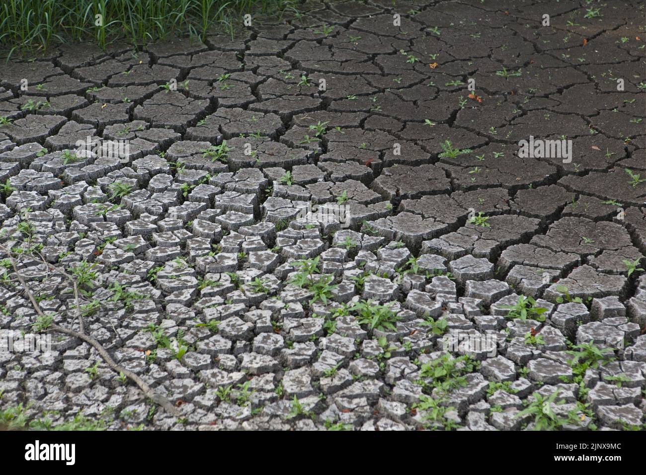 A dried-up village pond during the drought in August 2022. Asthall, Oxfordshire, England Stock Photo