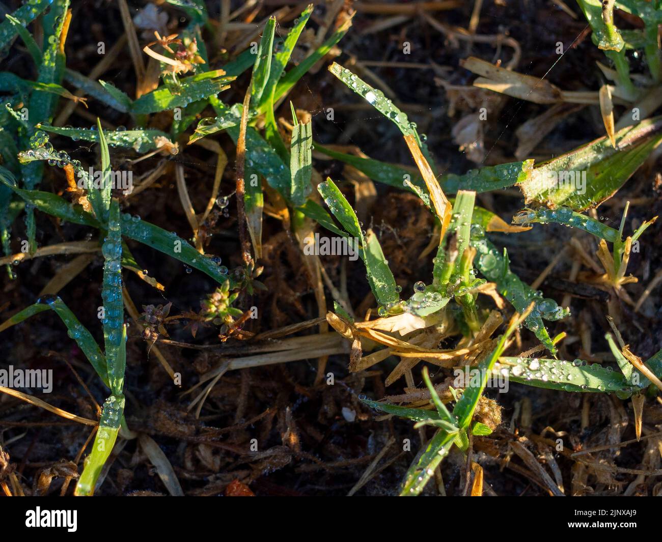 water droplets hanging from a thorn leaf of a tree Stock Photo