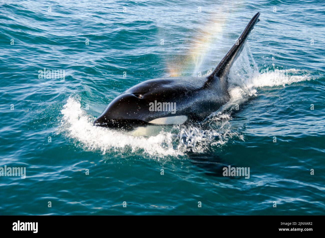 An Orca or killer Whale was sighted near Kaikoura on the east coast of South Island in New Zealand. Stock Photo