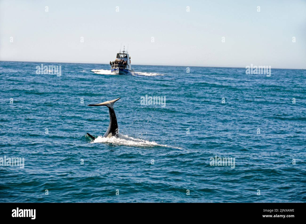 A Dolphin Watch boat with a party of tourists on board spots an Orca or killer Whale near Kaikoura on the east coast of South Island in New Zealand. Stock Photo