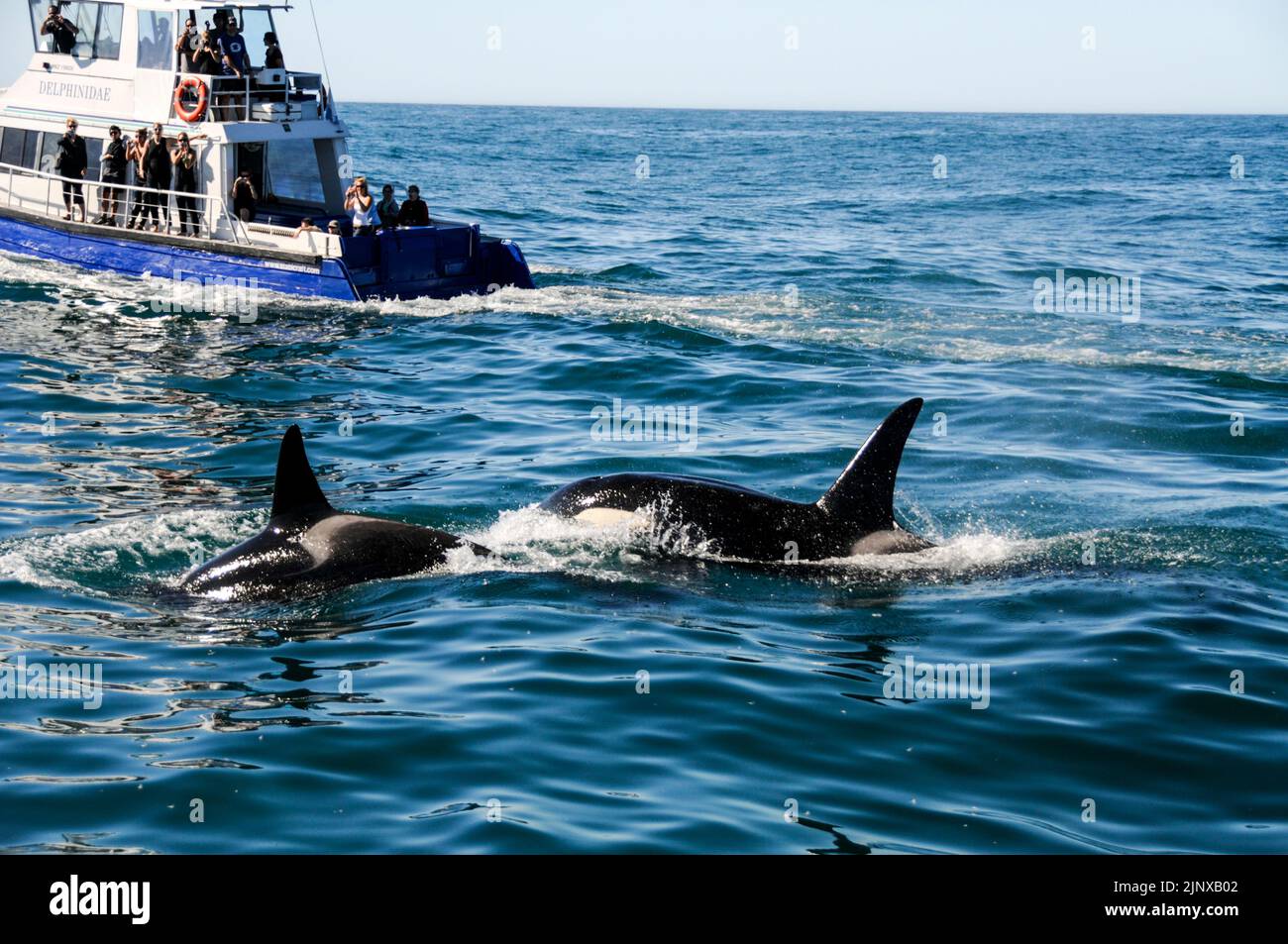 A pair of Orcas or killer Whales were sighted in the Pacific Ocean near the town of Kaikoura on the east coast of South Island in New Zealand. Stock Photo