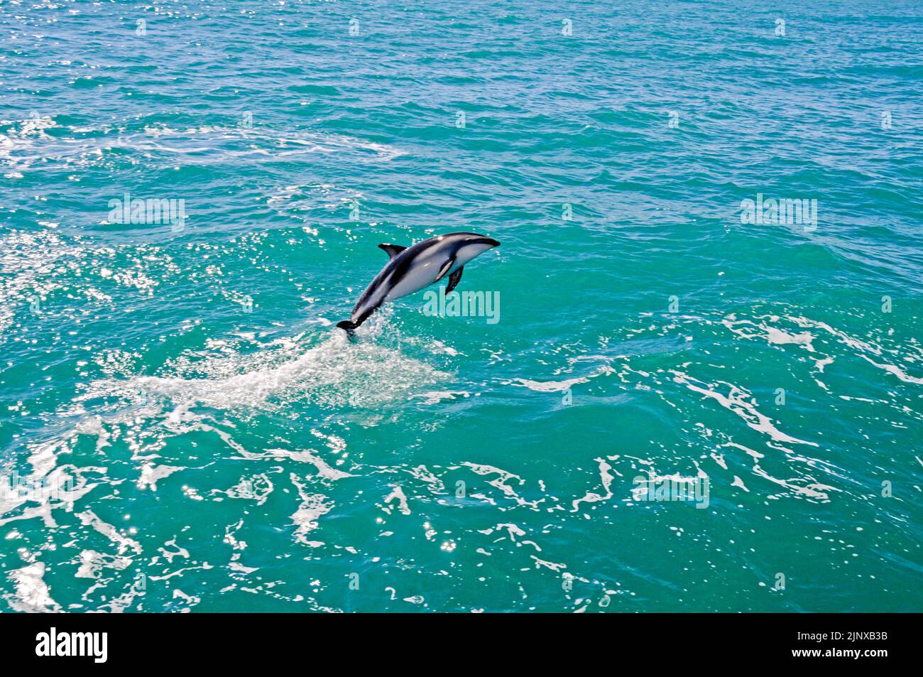 A Dusky dolphin (Lagenorhynchus obscurus) performing its remarkable acrobatics. The Dusky dolphin is the most lively dolphin in the world and can be seen Stock Photo