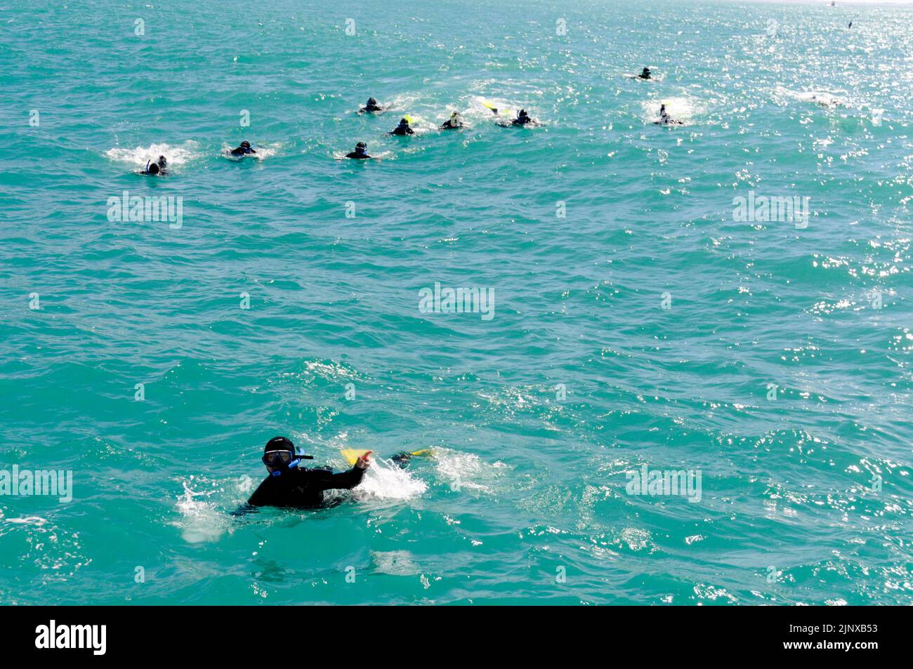 A small party of tourists in wet suits and goggles from a Swim with dolphin boat, try to swim closer to a pod of Dusky dolphins in the Pacific Ocean Stock Photo