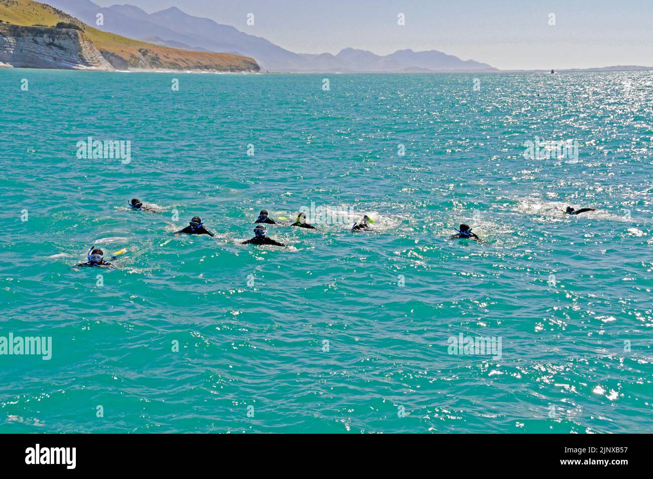 A small party of tourists in wet suits and goggles from a Swim with dolphin boat, try to swim closer to a pod of Dusky dolphins in the Pacific Ocean Stock Photo