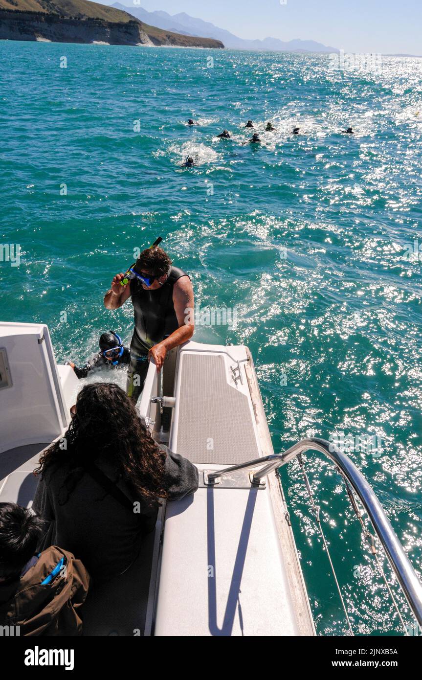 A tourist in a wet suit and goggles returns to a Swim with Dolphin boat after a close encounter with a pod of Dusky dolphins in the Pacific Ocean near Stock Photo