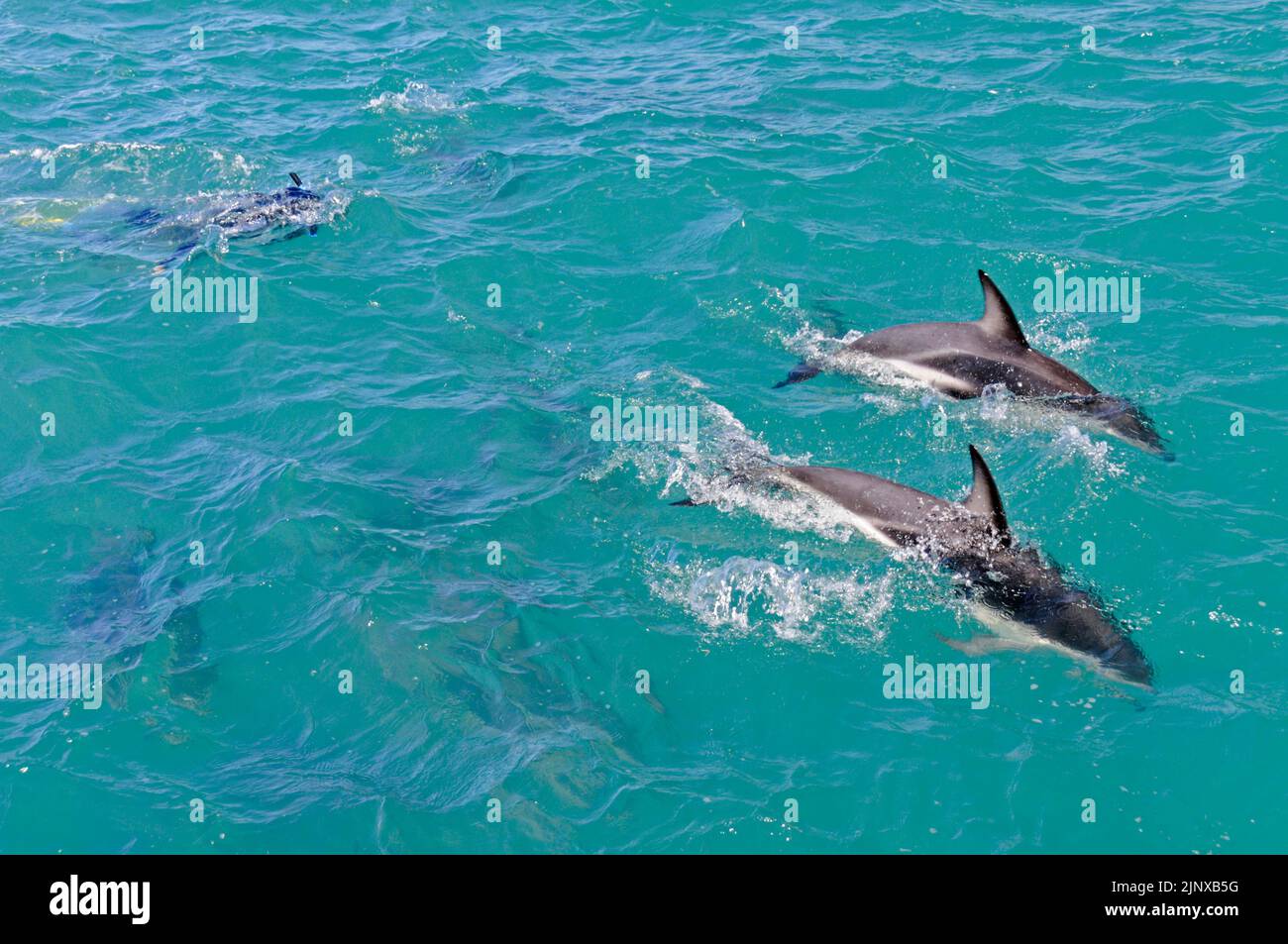 A tourist in a wet suit and goggles from a Swim Dolphin boat tries to swim closer to a pod of Dusky dolphins in the Pacific Ocean near the town of Stock Photo