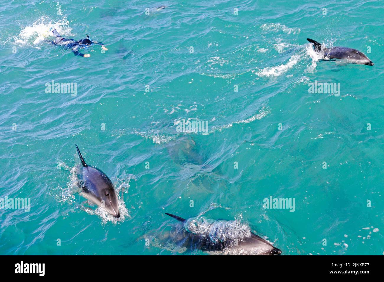 A tourist in a wet suit and goggles from a Swim Dolphin boat tries to swim closer to a pod of Dusky dolphins in the Pacific Ocean near the town of Stock Photo