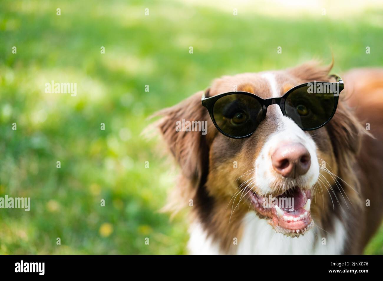 Portrait of an australian shepherd in sunglasses against green grass. Aussie posing with eye glasses, copy space, dog park scene Stock Photo