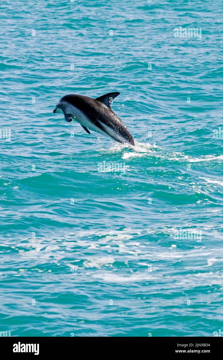 Dusky dolphins group of three porpoising - Stock Image - C042/8638 -  Science Photo Library