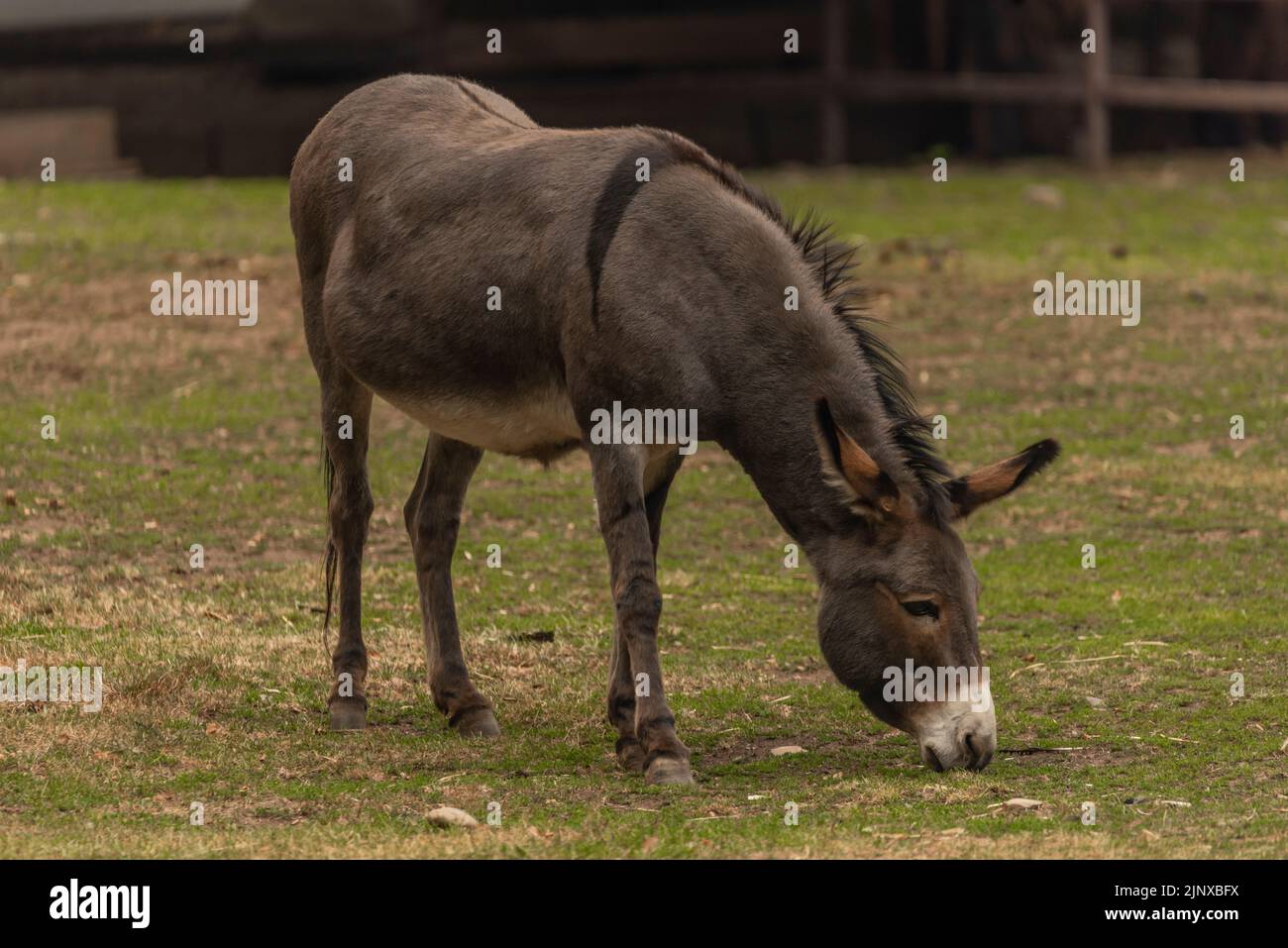 Donkey on green hi-res stock photography and images - Alamy