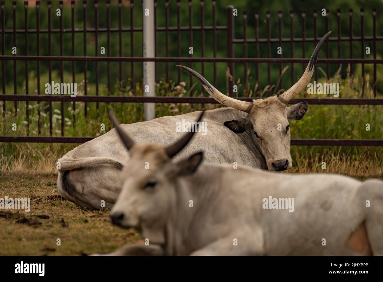 White long horn cow on dry grass in dark cloudy summer day Stock Photo