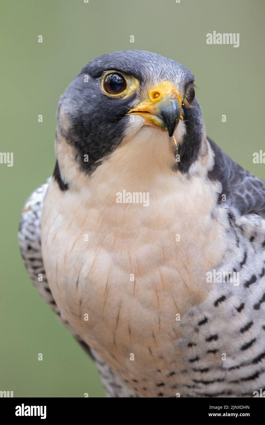 Portrait of a Peregrine Falcon Stock Photo