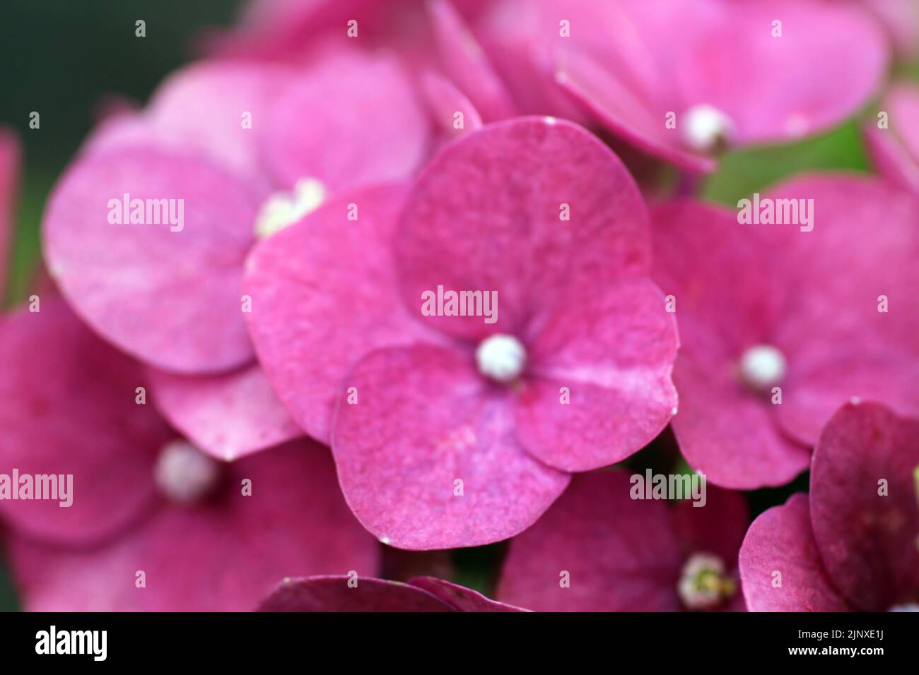 Rose pink hydrangea. Selective focus. Pink and green hydrangea flowers background. Stock Photo