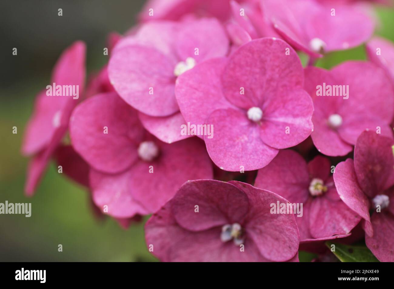 Rose pink hydrangea. Selective focus. Pink and green hydrangea flowers background. Stock Photo