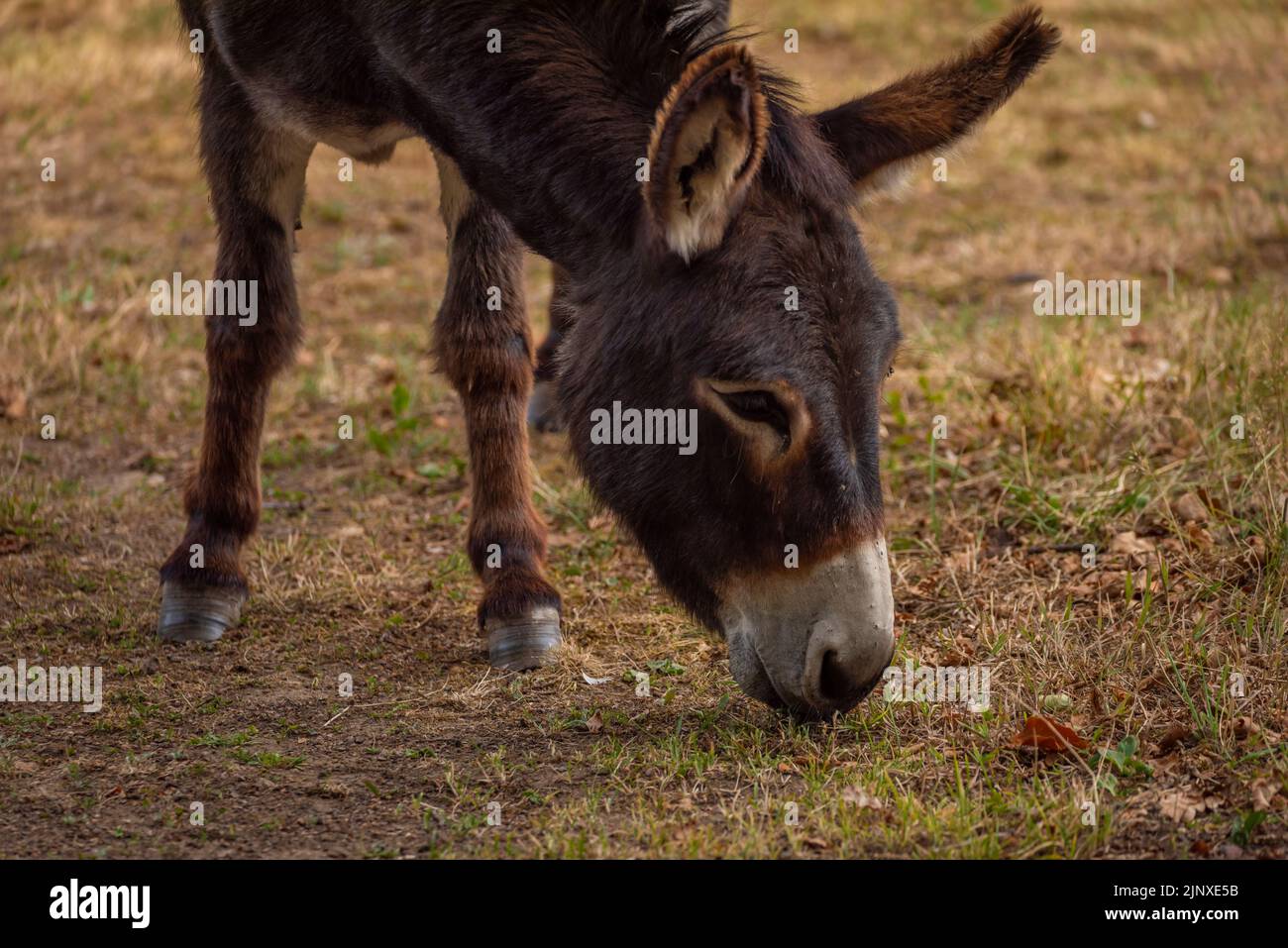 Donkey on green hi-res stock photography and images - Alamy