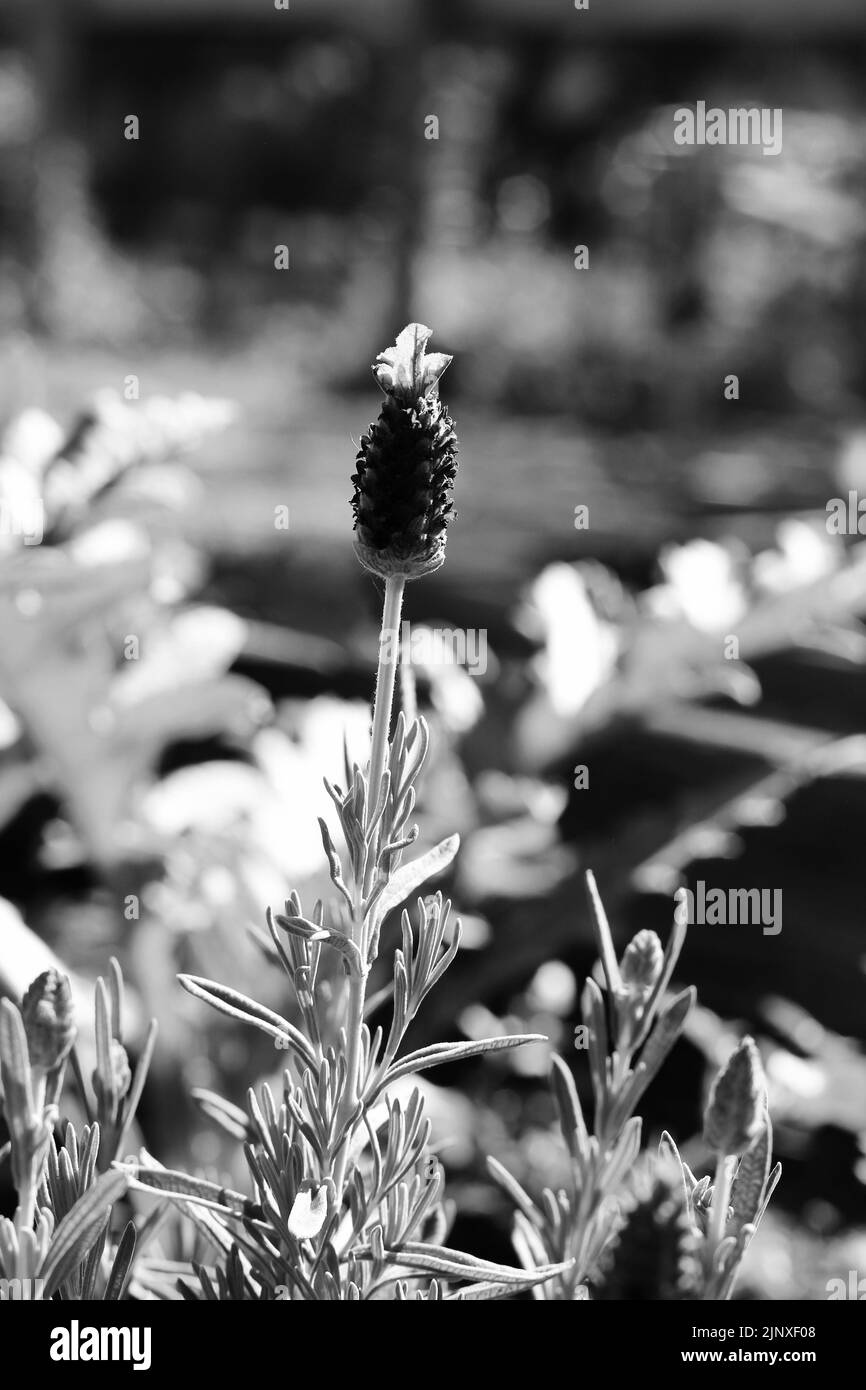 Beautiful spring flowers growing in the bright sun in black and white ...