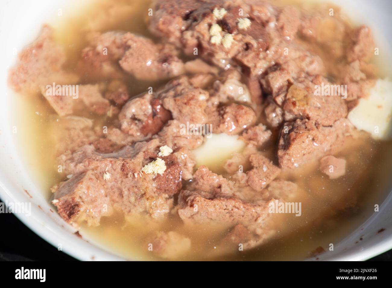 dog food sits for a few hours and is then covered with white fly eggs Stock Photo