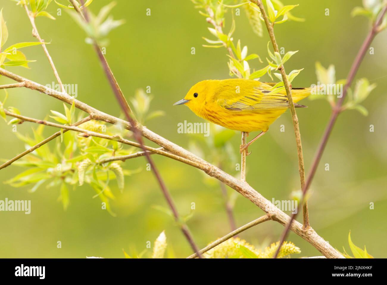 Yellow Warbler (Setophaga petechia) Stock Photo