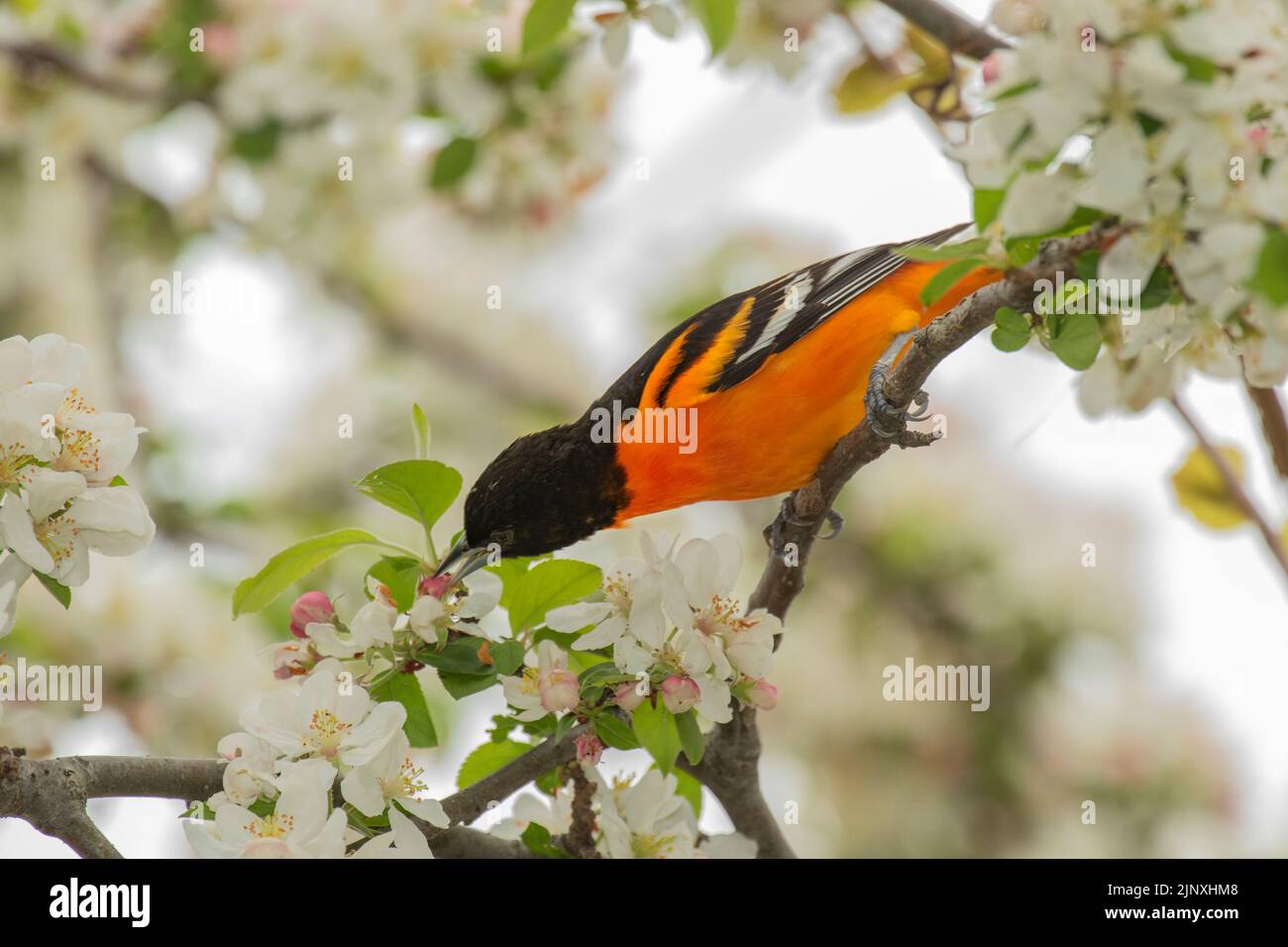 Baltimore Oriole (Icterus galbula), male in crabapple blossoms, breeding plumage Stock Photo