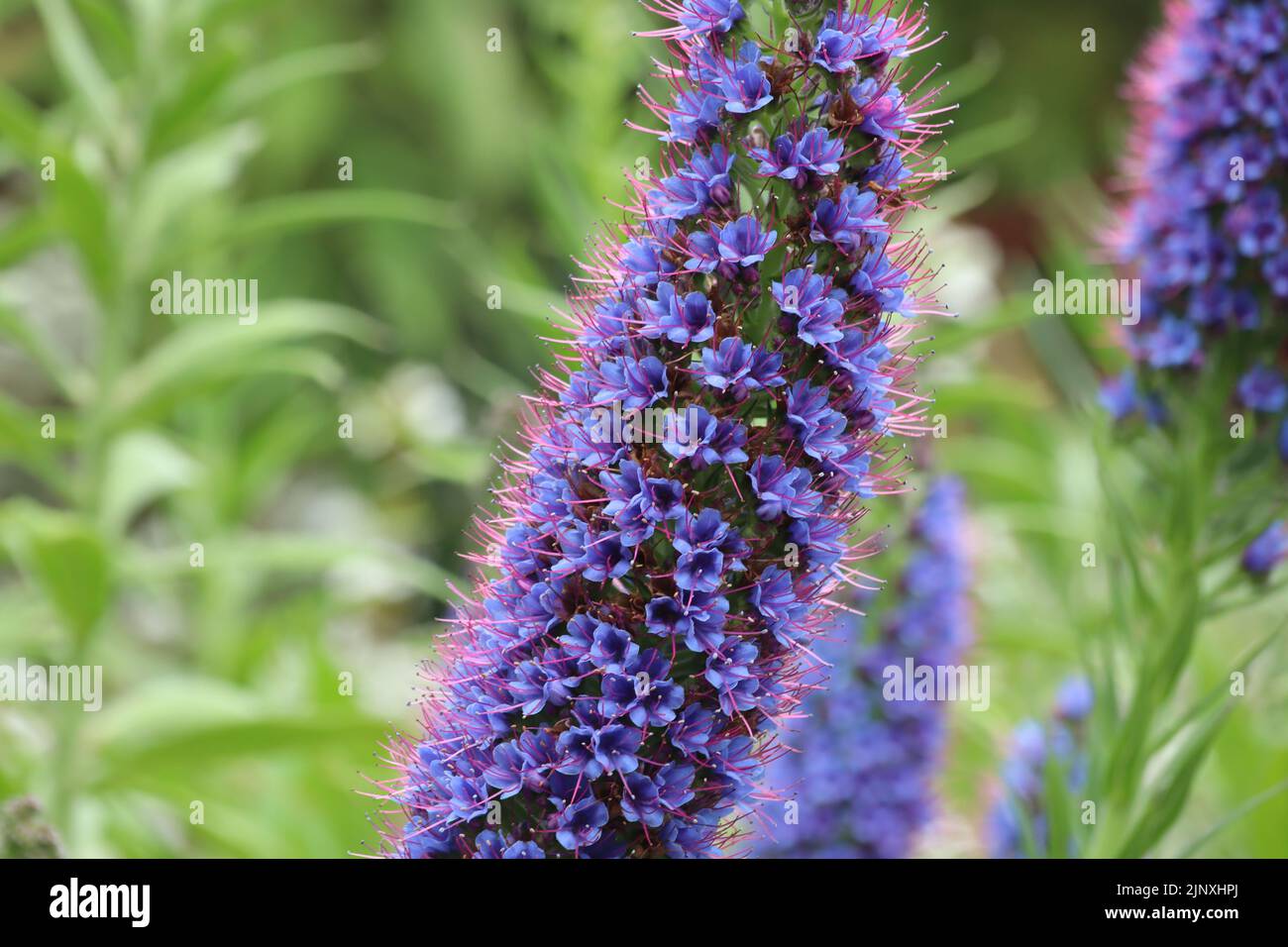 Close up of a Pride of Madeira blossom in an English country garden. It produces masses of vivid purple-blue flower spikes in early summer. Stock Photo