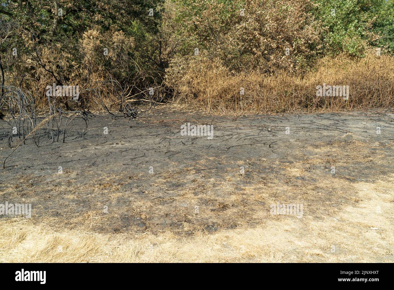 Burned grass and undergrowth due to a forest fire because of hot dry ...