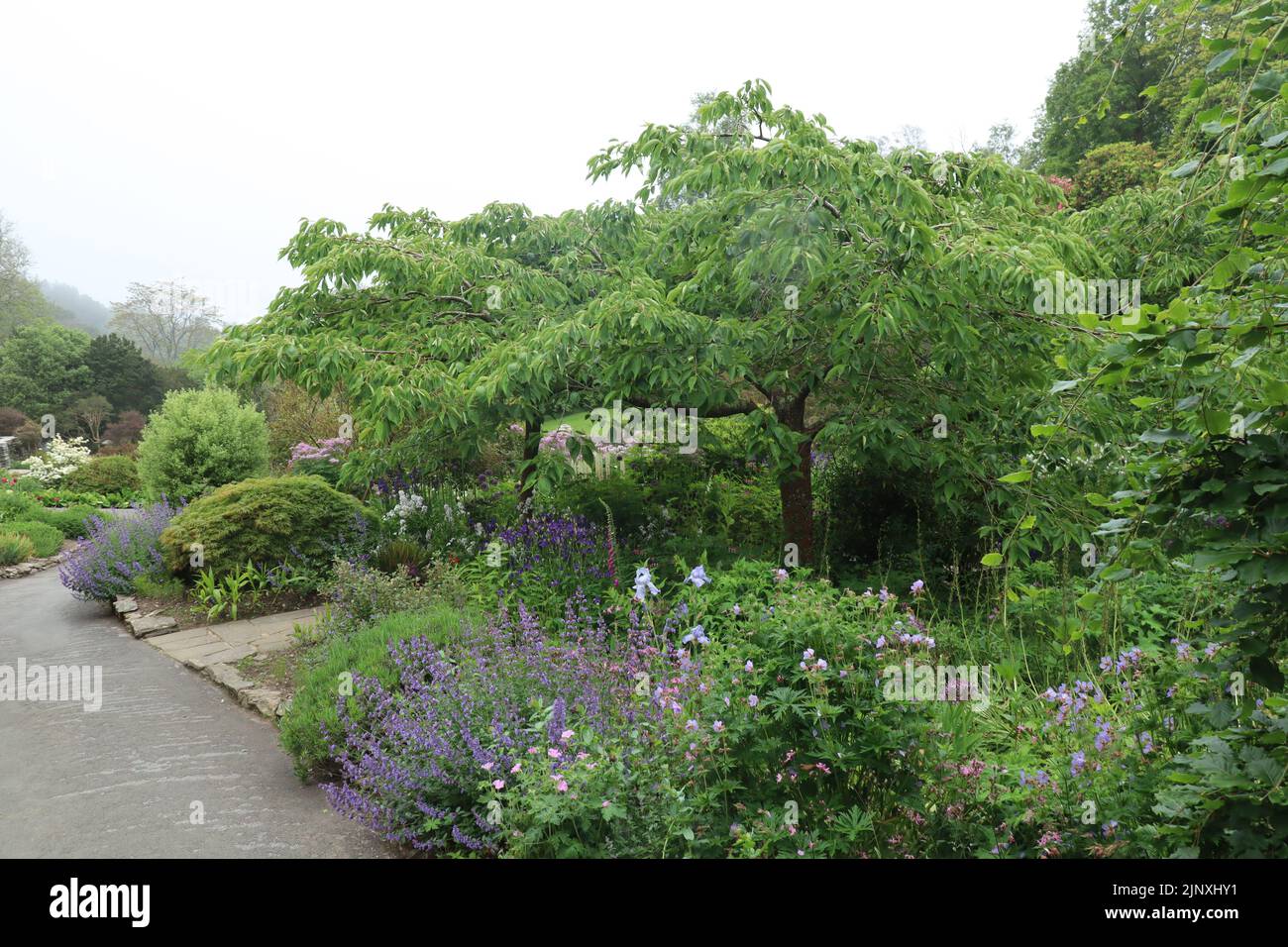 Colourful plants and trees growing by a path in an English country