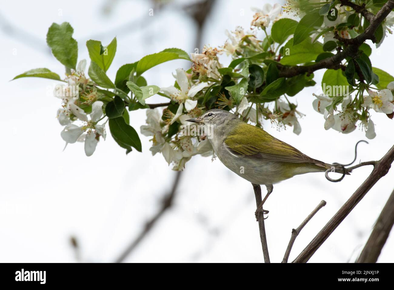 Tennessee Warbler (Vermivora peregrina) male, breeding plumage, in crabapple blossoms Stock Photo