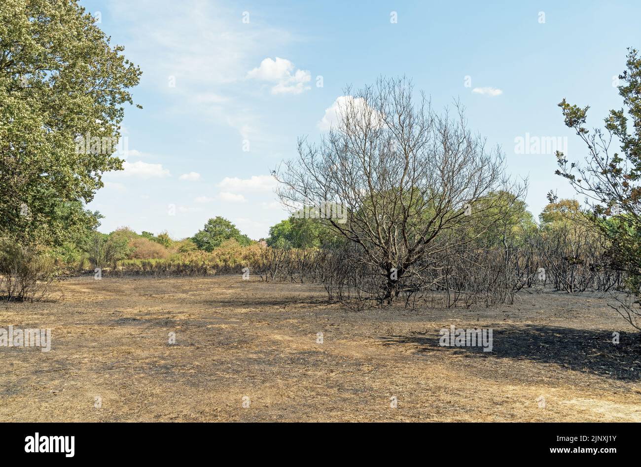 Burned tree and undergrowth at Hollow Ponds after a forest fire due to weeks of heatwave and drought in the summer. Focus on tree Stock Photo
