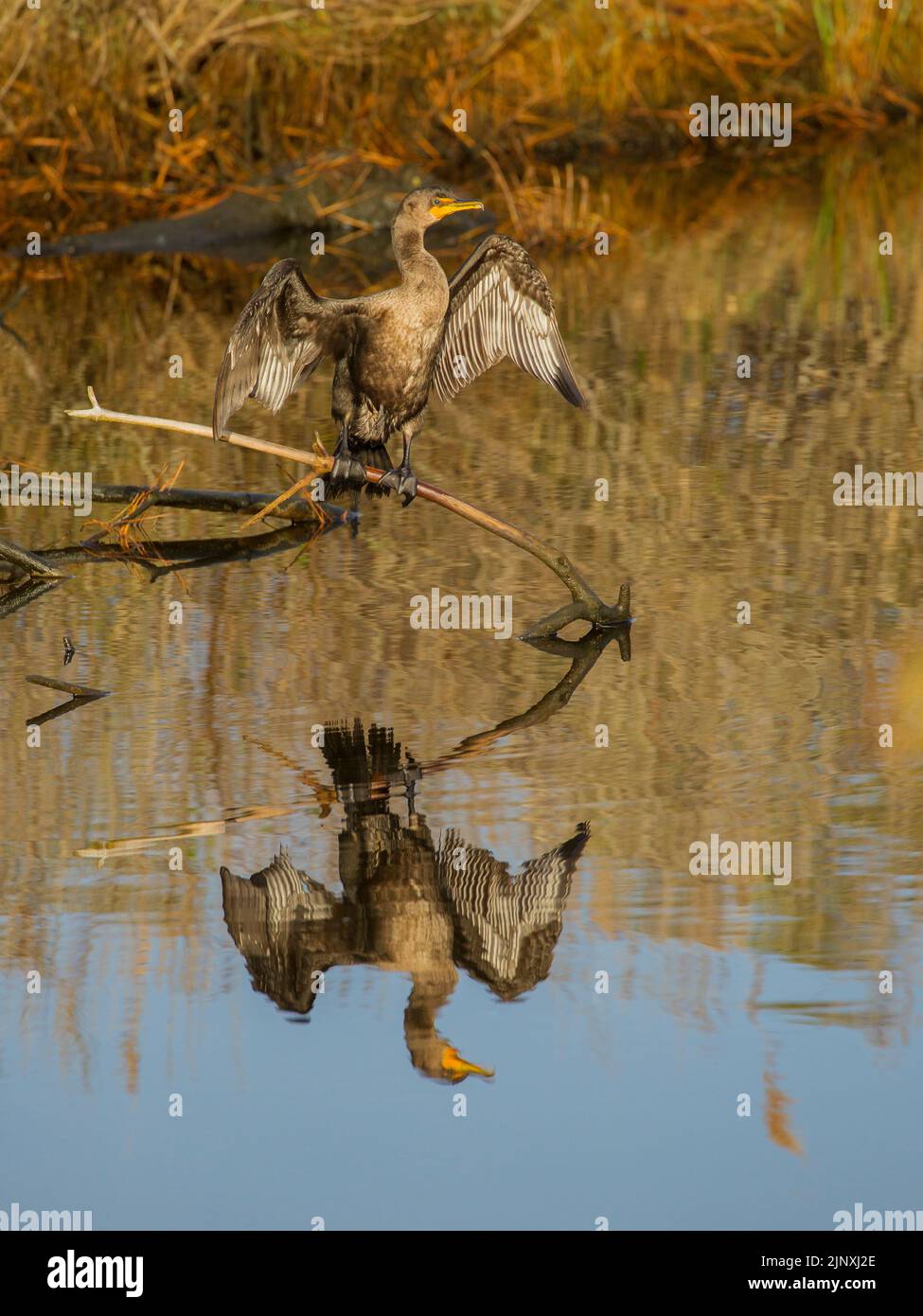 Double-Crested Cormorant (Phalacrocorax auritus) sunning while perched on a snag over water Stock Photo