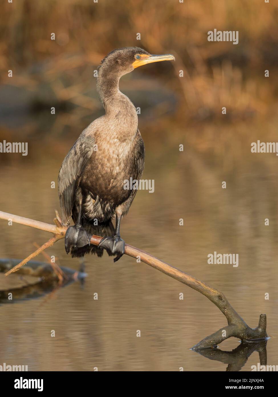 Double-Crested Cormorant (Phalacrocorax auritus) sunning while perched on a snag over water Stock Photo