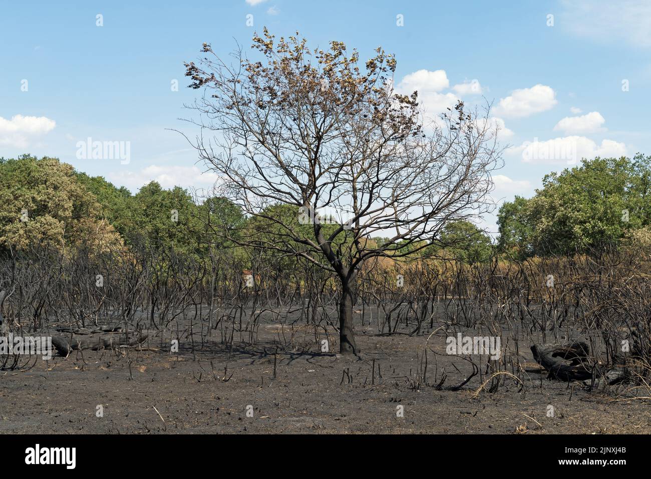 Burned tree and undergrowth at Hollow Ponds after a forest fire due to weeks of heatwave and drought in the summer. Focus on tree Stock Photo