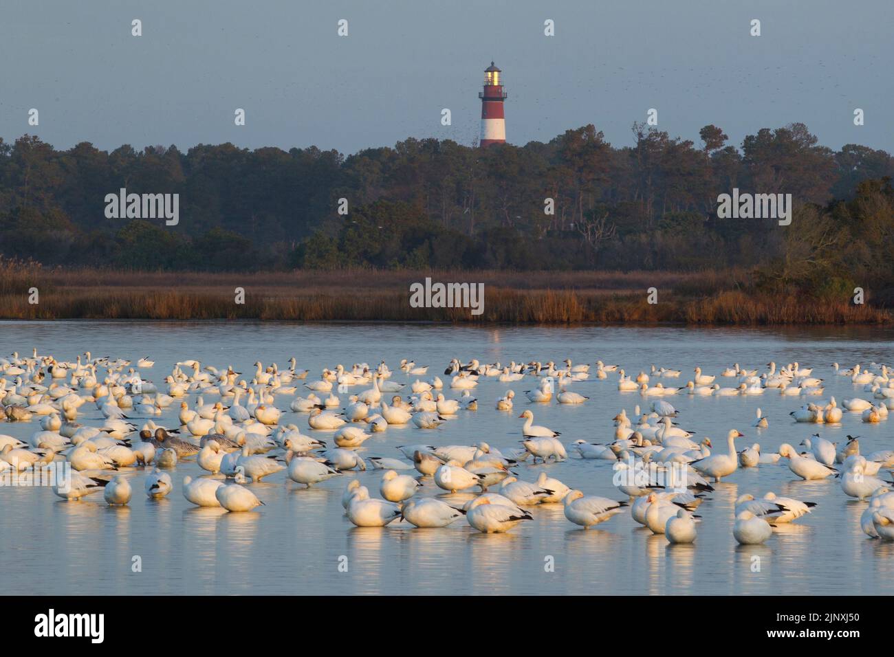 Snow Geese (Anser caerulescens) in front of forest, lighthouse Stock Photo