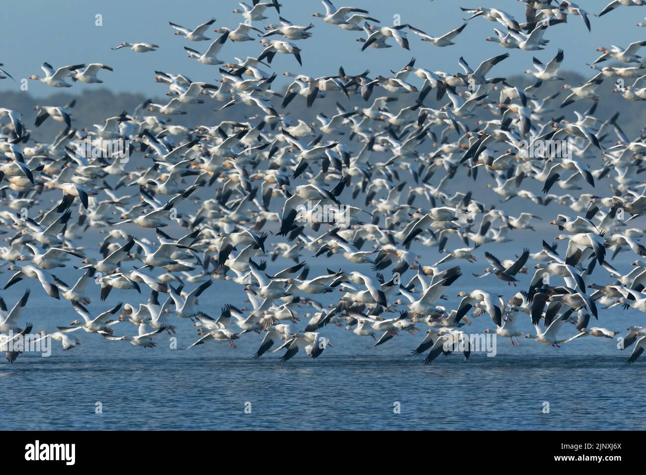 Snow Geese (Anser caerulescens) flock taking flight Stock Photo