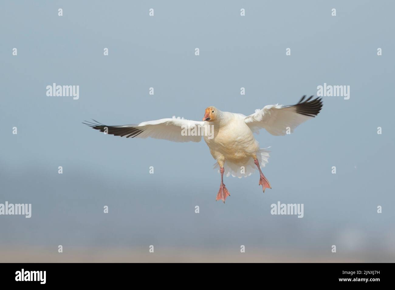 Snow Goose (Anser caerulescens)  landing Stock Photo