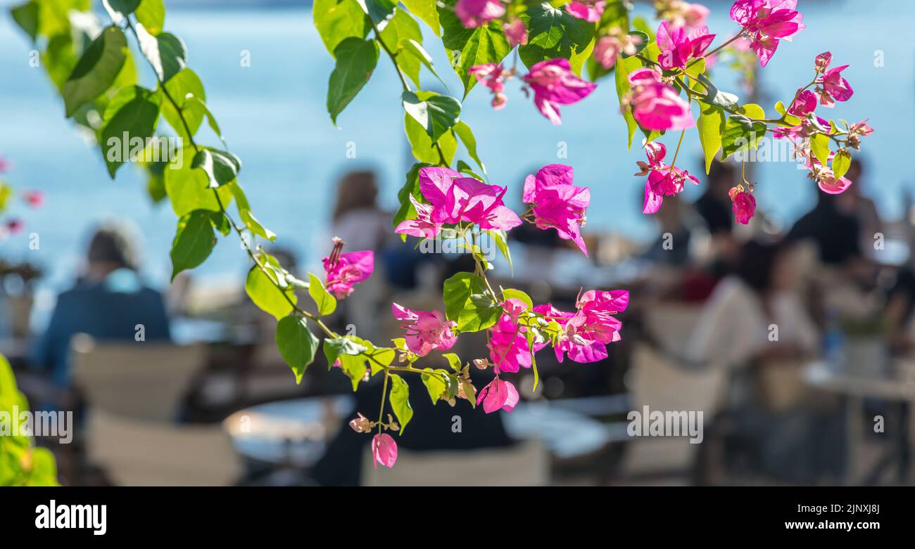 Bougainvillea glabra or paper flower. Branch with bright pink blooming flowers. A thorny ornamental creeper vine, bush or tree, an evergreen plant. Bl Stock Photo