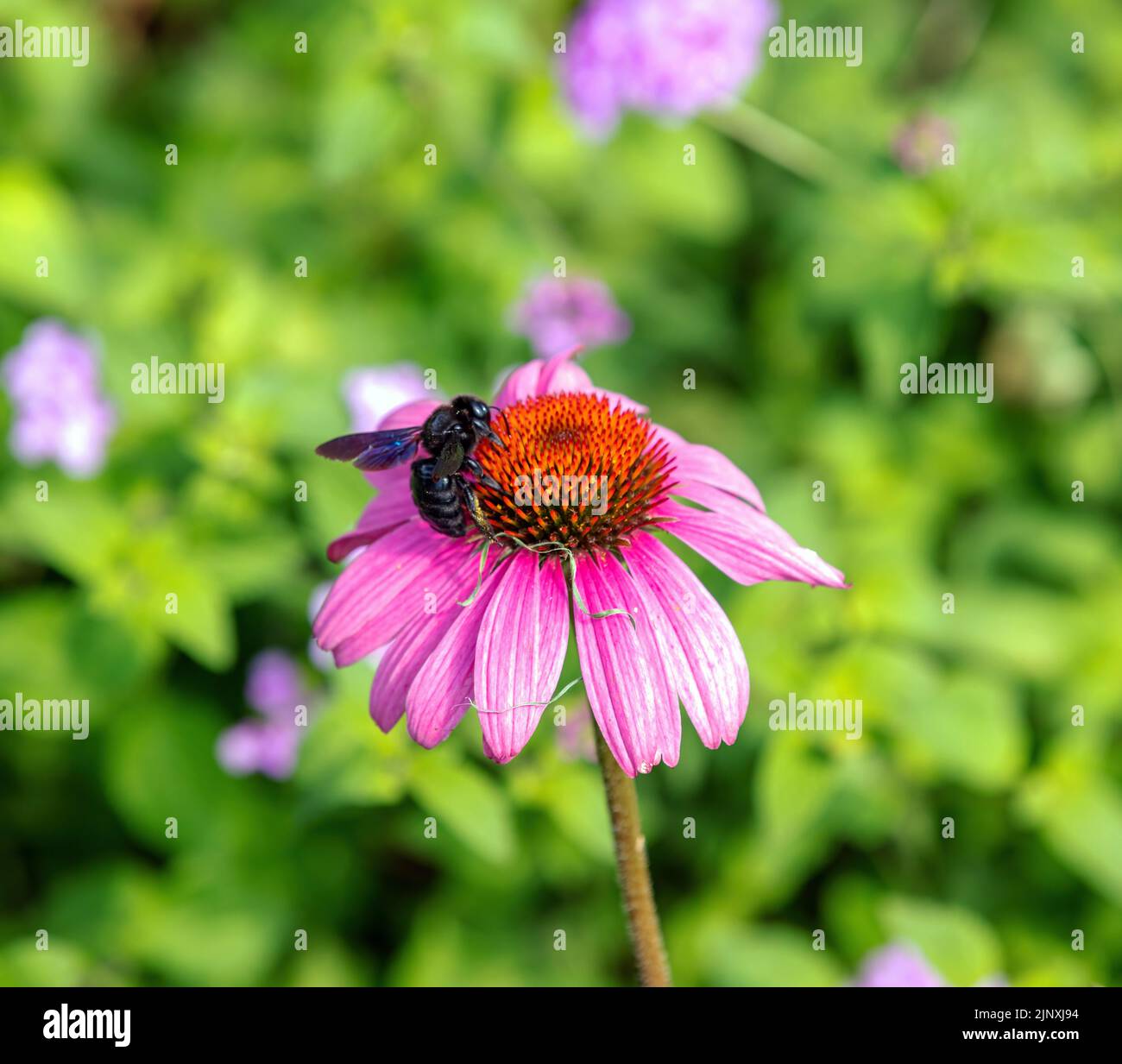 Echinacea purpurea and pollination. Honey bee on purple hedgehog coneflower, close up view Stock Photo