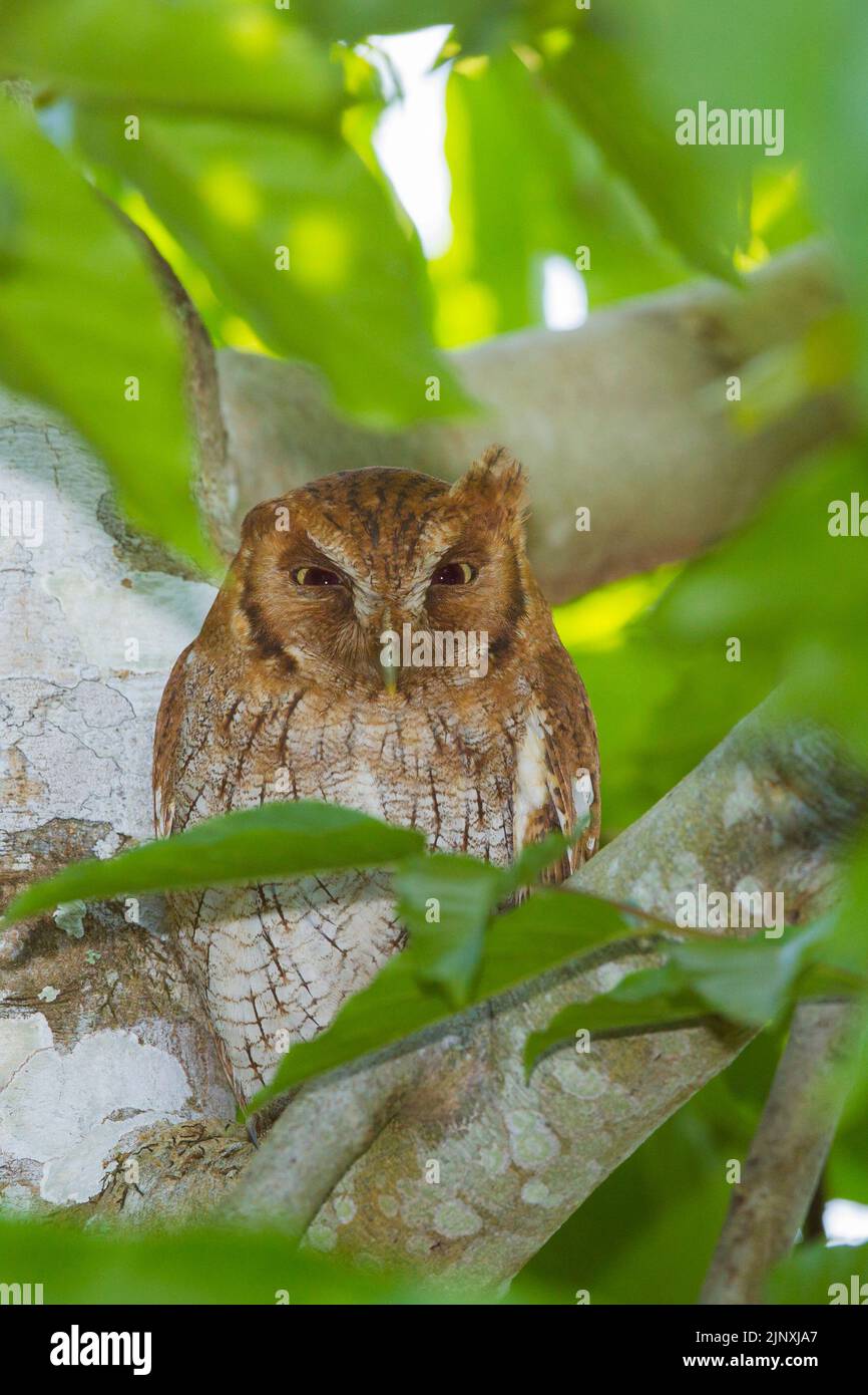 Tropical Screech Owl (Megascops choliba) Stock Photo