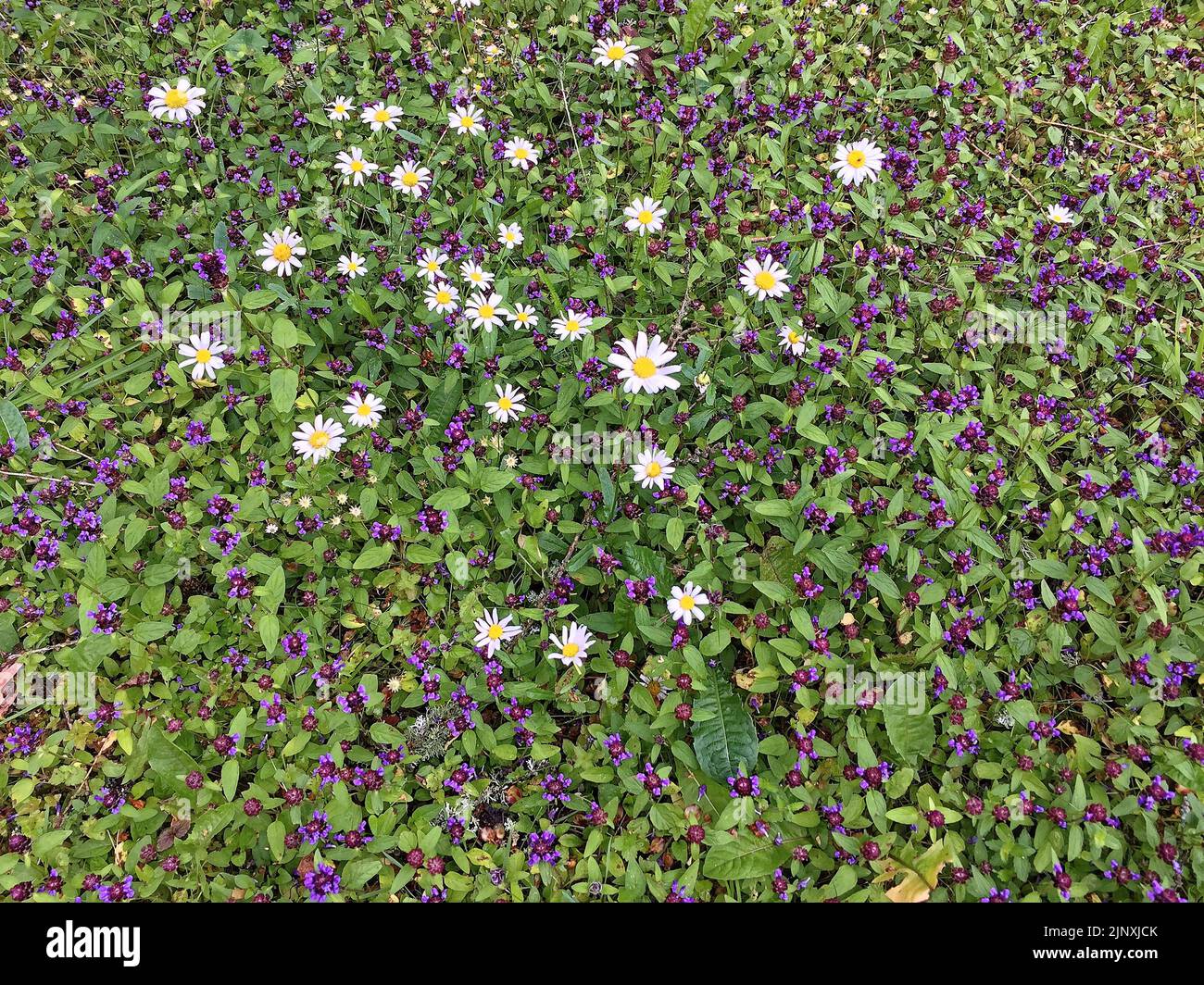 Common self-heal (Prunella vulgaris) and Oxeye daisy (Leucanthemum vulgare) form a nice pattern in grass. Stock Photo