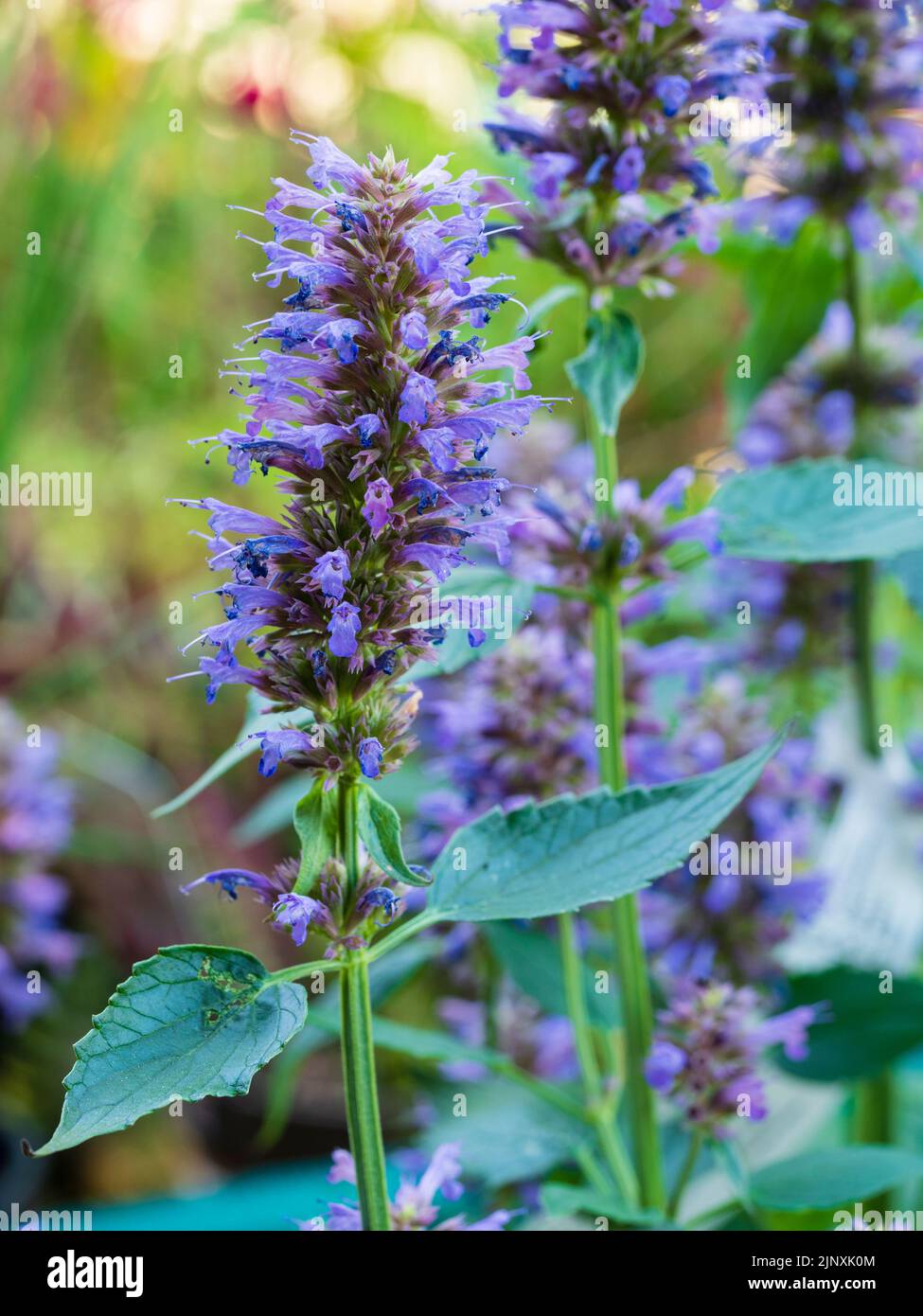 Upright spikes with long lasting masses of blue blooms of the half-hardy drought tolerant perennial anise hyssop, Agastache 'Blue Boa' Stock Photo