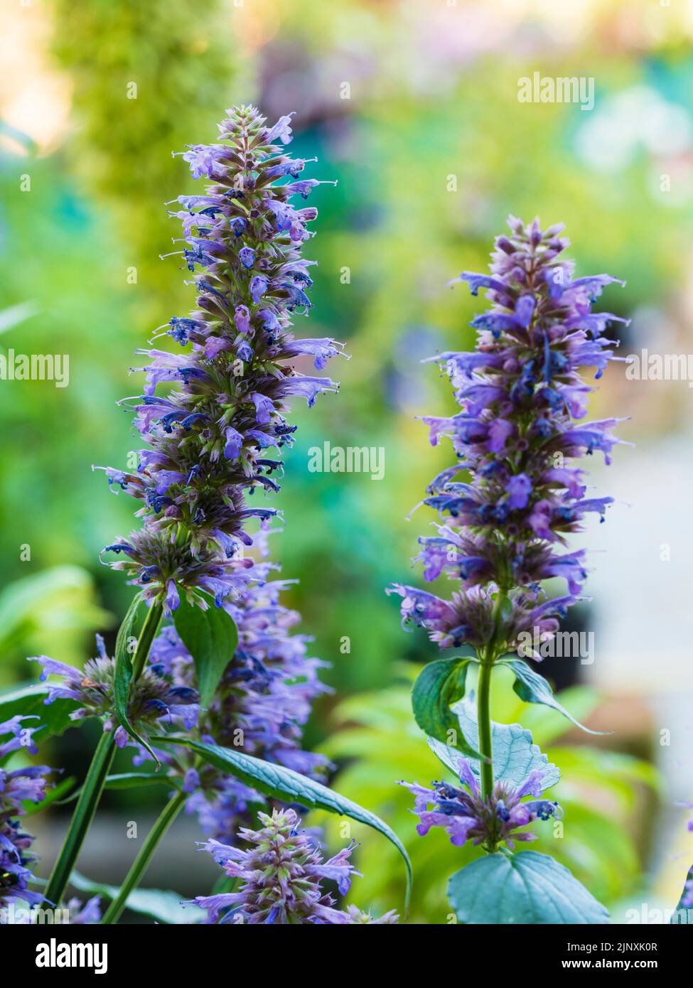 Upright spikes with long lasting masses of blue blooms of the half-hardy drought tolerant perennial anise hyssop, Agastache 'Blue Boa' Stock Photo