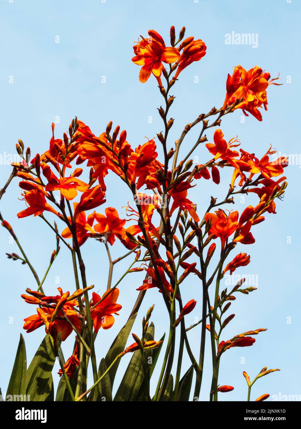 Red throated orange flowers of the hardy, later summer blooming upright perennial, Crocosmia 'Walberton's Bright Eyes' Stock Photo