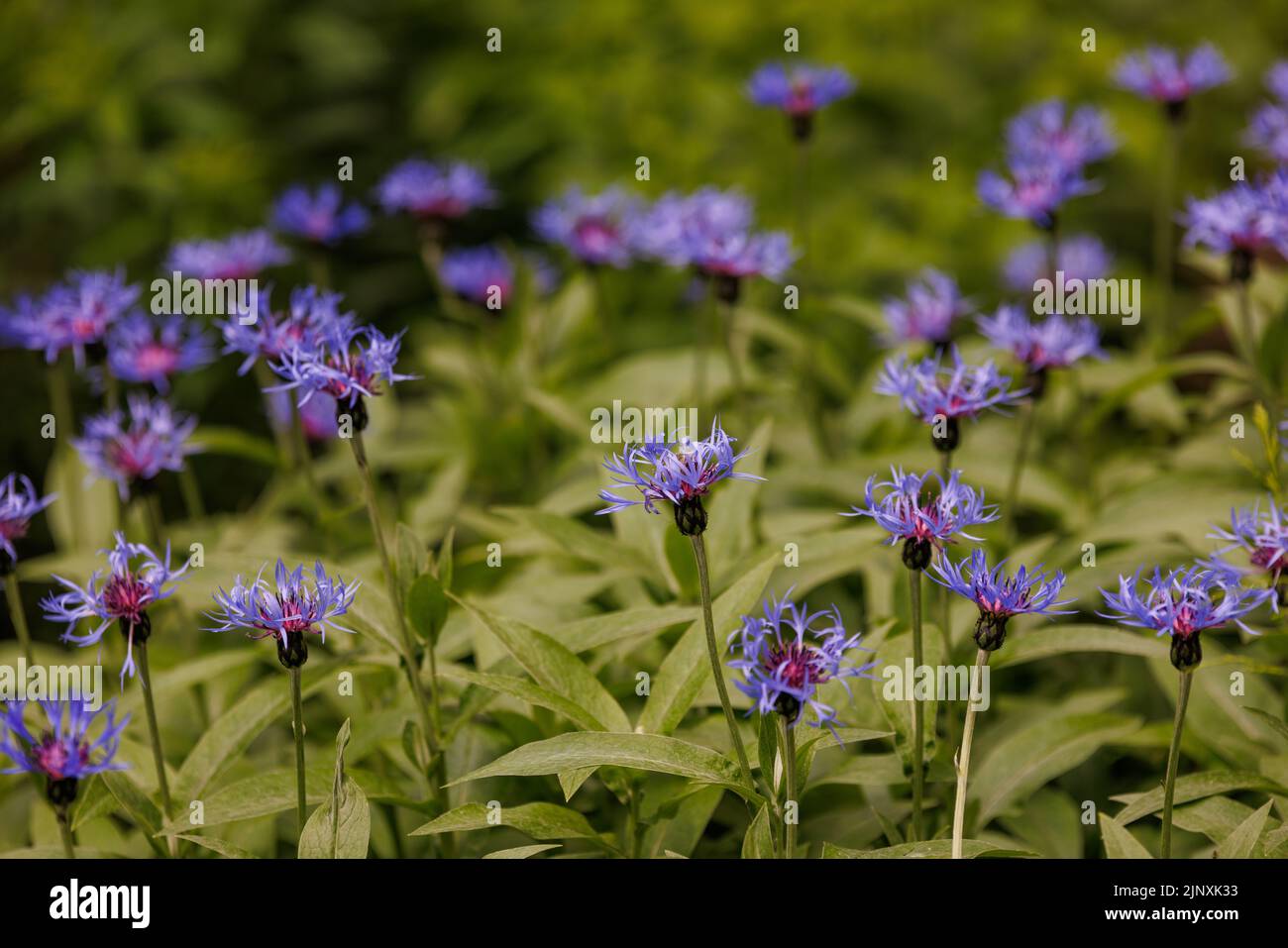 many squarrose knapweed, Centaurea (cyanus) triumfettii - blue flowers from Asteraceae family Stock Photo