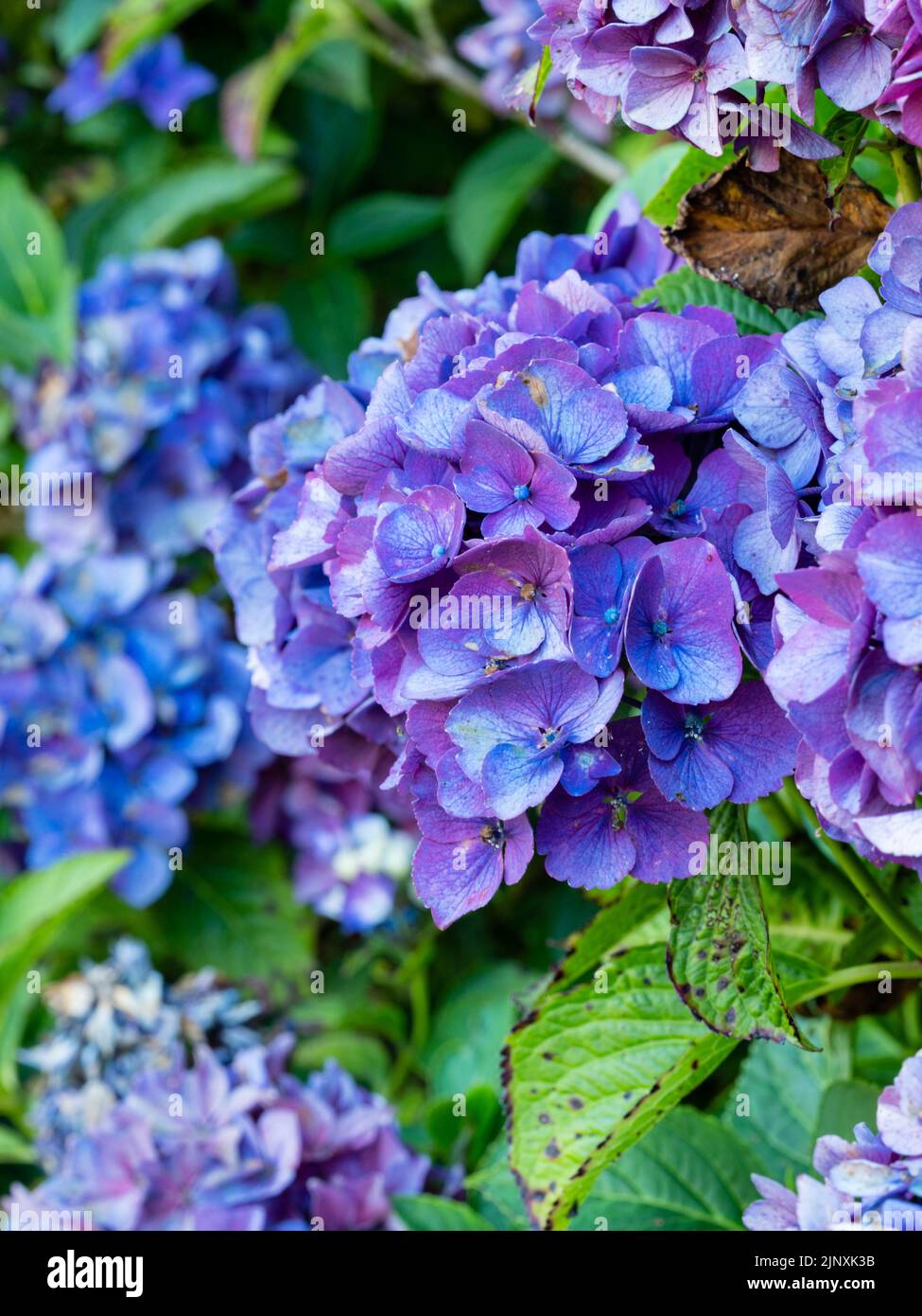 Violet-blue flowers of the hardy mophead hydrangea, Hydrangea macrophylla 'Pia' Stock Photo